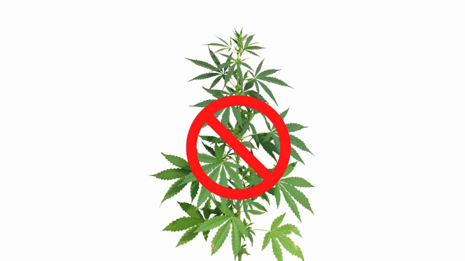 BNN PROVINSI RIAU MENOLAK LEGALISASI GANJA BNN PROVINSI RIAU MENOLAK LEGALISASI GANJA