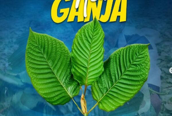 “New Ganja” Disebut 13 Kali Lebih Berbahaya dari Morfin